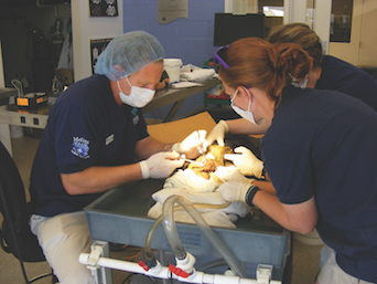 Aquatic Surgery