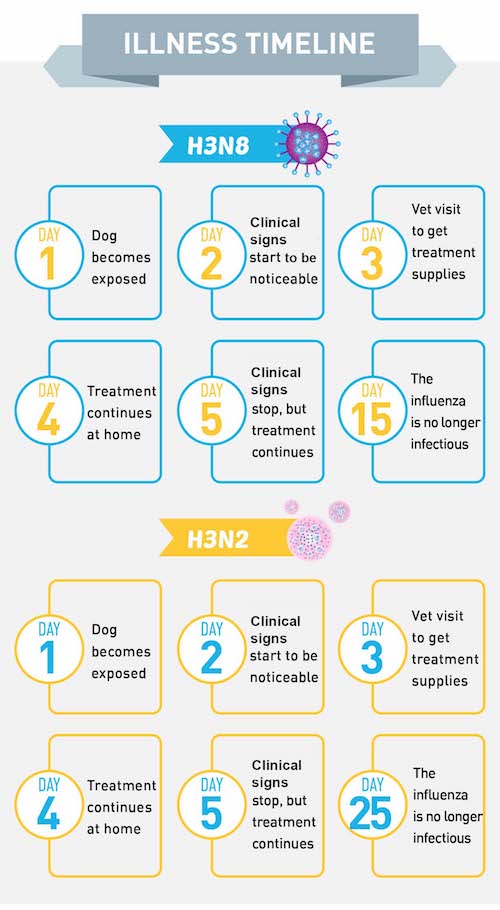 dog flu