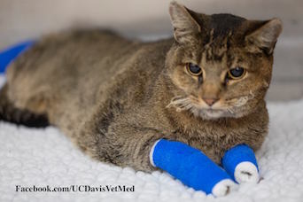 Cat California Wildfire