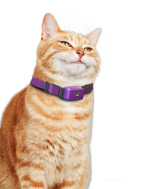 Wearable Tech for Pets