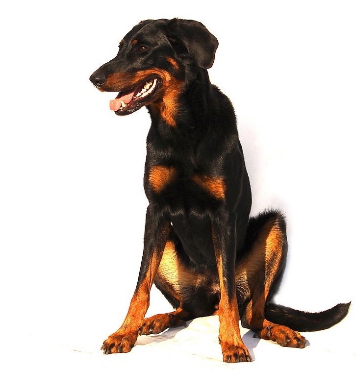 Large Dog