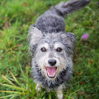 mars petcare acquisition