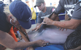 Dolphin Medicine