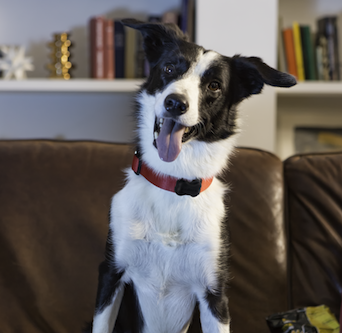 Fitbark Wearable Pet Tech
