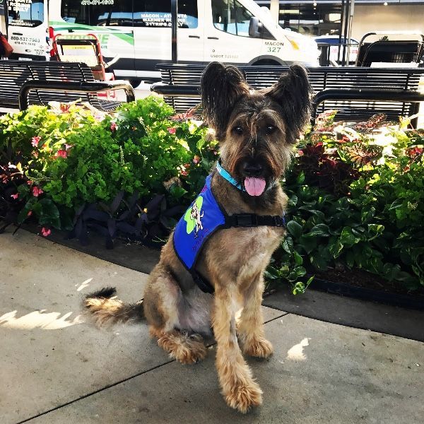 norman the briard