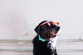 Wearable Tech for Pets
