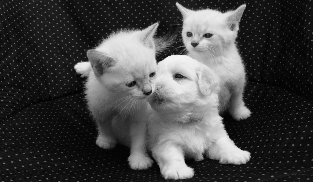 cat and dog breed