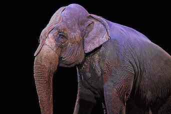 Elephant circus