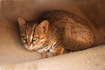Can You Own A Rusty Spotted Cat As A Pet The Rusty Spotted Cat World S Smallest Feline